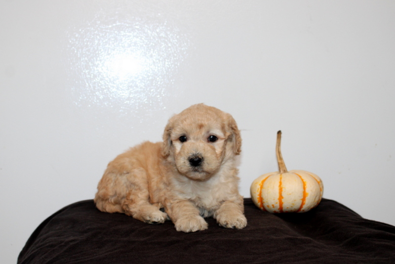 puppy, for, sale, Mini Golden Doodle F2, Matthew B. Stoltzfus, dog, breeder, Gap, PA, dog-breeder, puppy-for-sale, forsale, nearby, find, puppyfind, locator, puppylocator, aca
